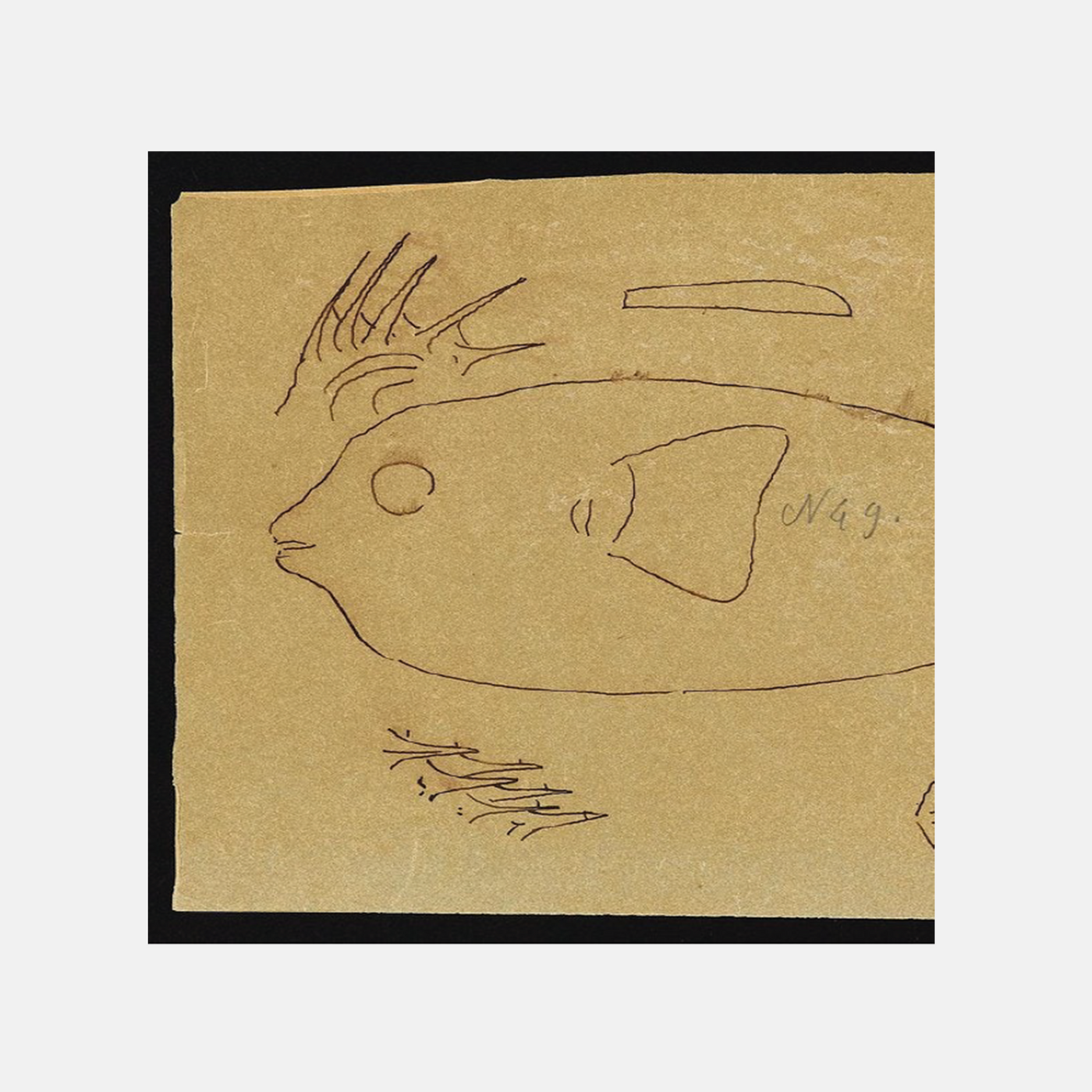 French Swimming Club - The Shark (Vinyl)